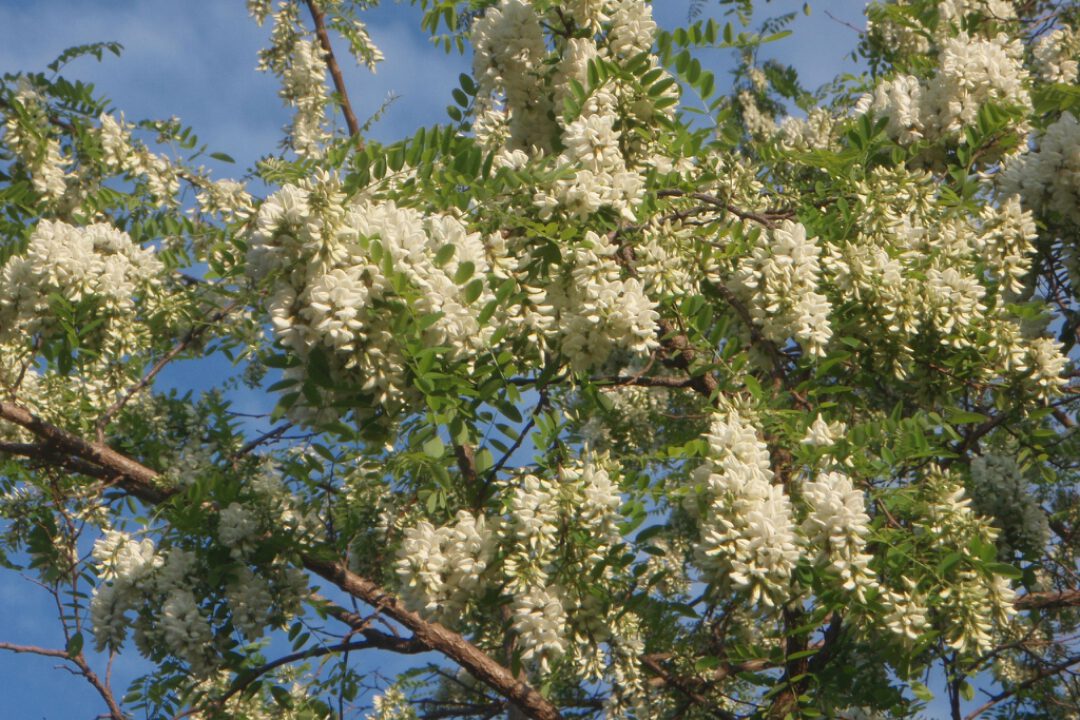 Rundbrief April 2021