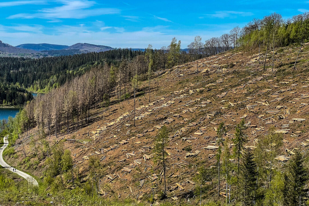 Foto vom Schafskopf , Dirk Gutnoff: Fotograf und Webdesigner (www.gutnoff.de), Pflanzer bei FoF