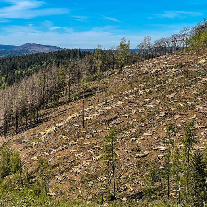 Foto vom Schafskopf , Dirk Gutnoff: Fotograf und Webdesigner (www.gutnoff.de), Pflanzer bei FoF
