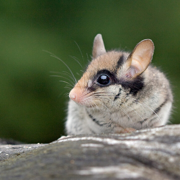 Harzer Panorama Artikel August 2022