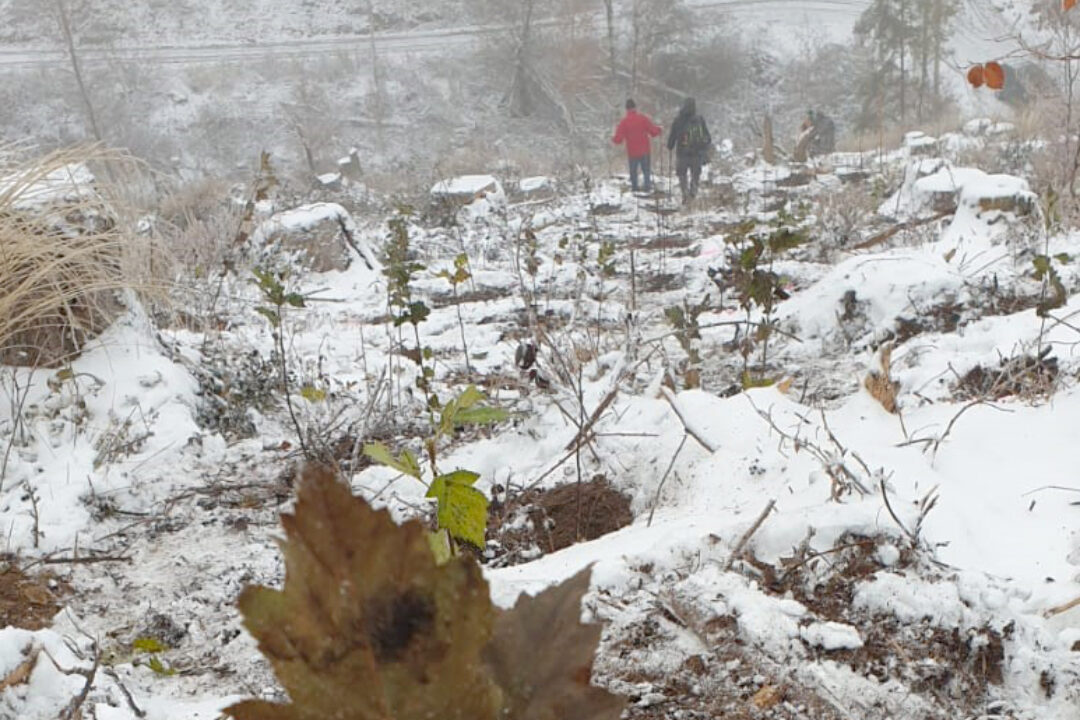 Harzer Panorama 6.November 2022