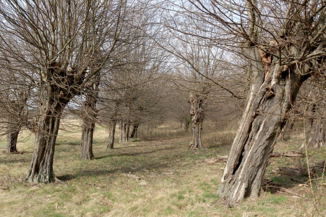 Rundbrief Januar 2024